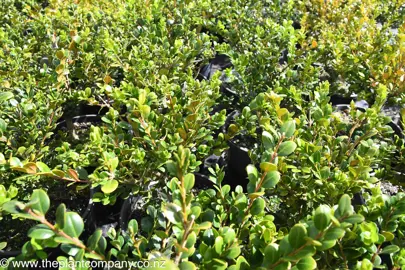 Where To Buy Best Quality Hedge Plants.