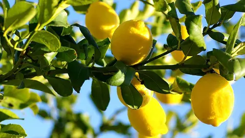 Where To Buy Best Quality Lemon Trees.