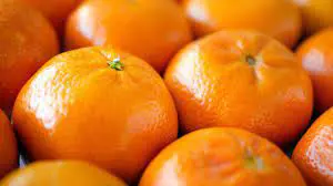 Where To Buy Best Quality Mandarin Trees.