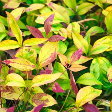 Where To Buy Best Quality Nandina Plants.