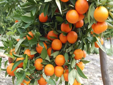 Where To Buy Best Quality Orange Trees.