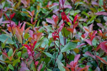 Where To Buy Best Quality Photinia Plants.