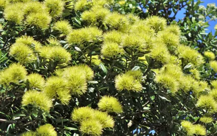 Where To Buy Best Quality Pohutukawa Plants.