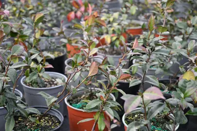 Where To Buy Best Quality Star Jasmine Plants.