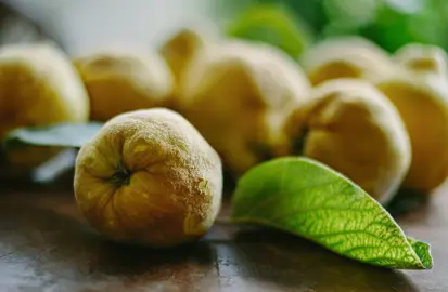 Choosing the Best Quince Tree Variety.