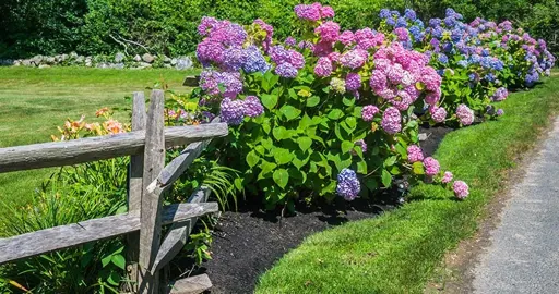 What Is The Best Soil For Growing Hydrangeas?