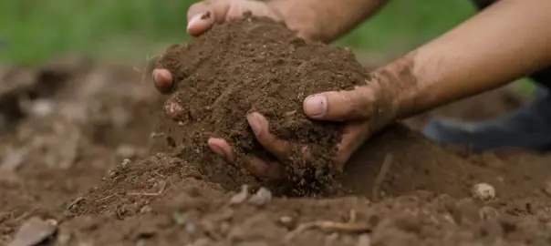 Best Soil For Limes.