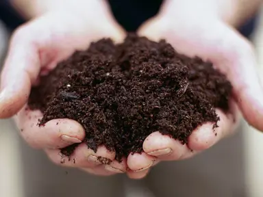 Best Soil For Nandinas.