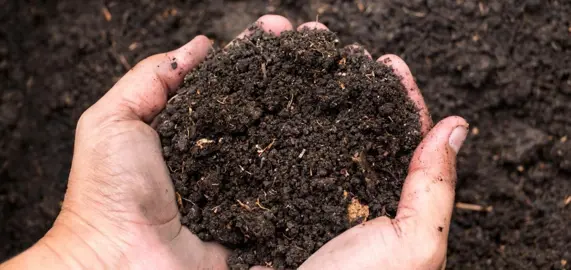 What Is The Best Soil For OiOi?