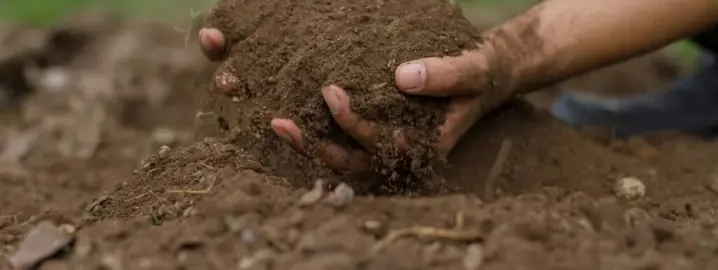 Best Soil For Pohutukawa.