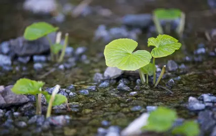 What's the Best Soil for Wasabi? A Simple Recipe for the Perfect Potting Mix.