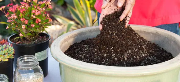 What Is The Best Soil For Agapanthus Grown In A Container?