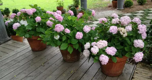 What Is The Best Soil For Hydrangeas Grown In A Pot?