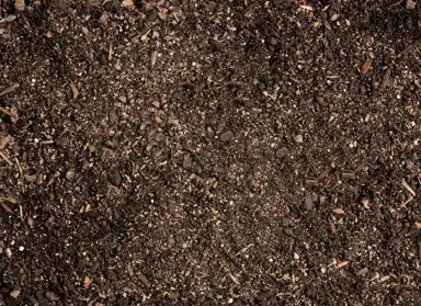 What Is The Best Soil For Libertia Grown In A Container.