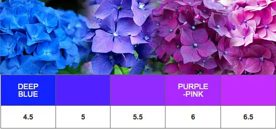 What Is The Optimum Soil pH For Hydrangeas?