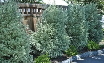 Which Pittosporum Makes The Best Specimen Tree?