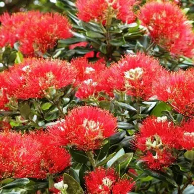 Which Pohutukawa Makes The Best Specimen Tree?