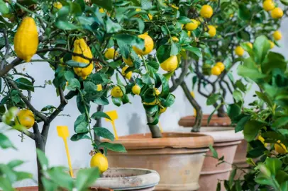 When Is The Best Time To Plant Lemons?