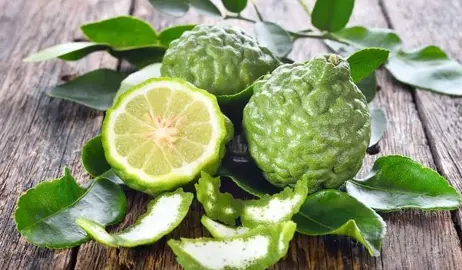 When Is The Best Time To Plant Limes?
