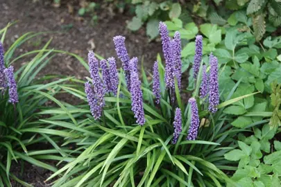 When Is The Best Time To Plant Liriope Muscari?