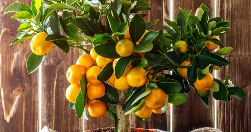 When Is The Best Time To Plant Mandarins?