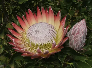 When Is The Best Time To Plant Proteas?