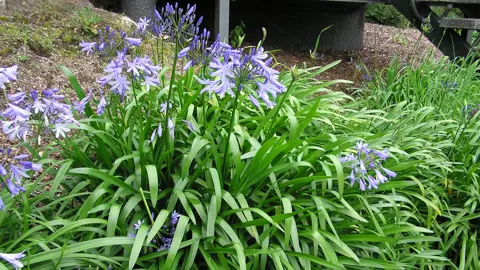 When Is The Best Time To Plant Agapanthus? .
