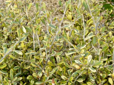 When Is The Best Time To Plant Corokia?