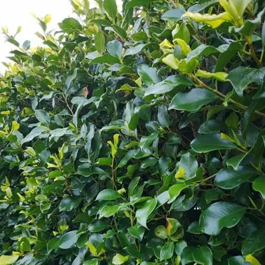 When Is The Best Time To Plant Ficus Tuffy?