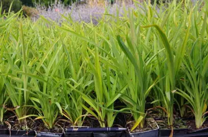 When Is The Best Time To Plant Flax?