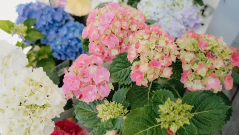 What Is The Best Time To Plant Hydrangeas?