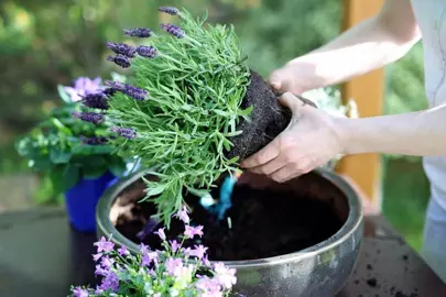 What Is The Best Time To Plant Lavenders? .