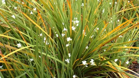 When Is The Best Time To Plant Libertia? .