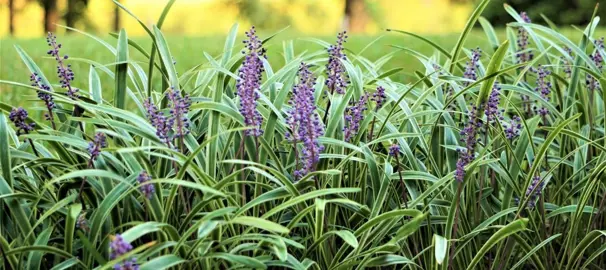 When Is The Best Time To Plant Liriope Muscari?