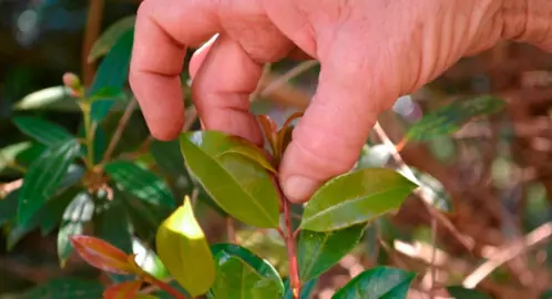 When Is The Best Time To Trim Lilly Pilly’s?