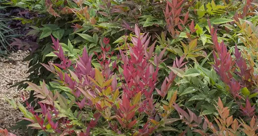 When Is The Best Time To Trim Nandinas?