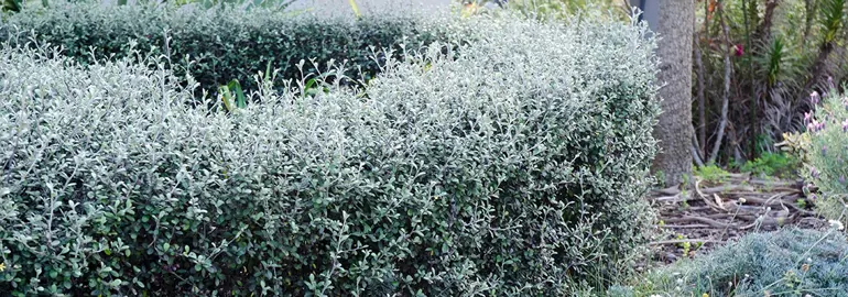 When Is The Best Time To Trim A Corokia?