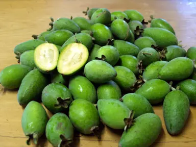 When Is The Best Time To Plant Feijoas In NZ?