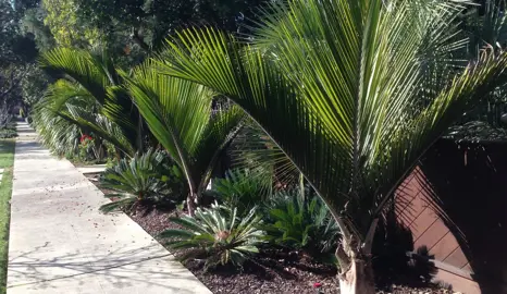 When Is The Best Time To Plant Nikau Palms?