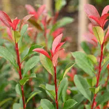 When Is The Best Time To Plant Photinia?
