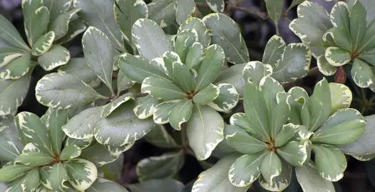 When Is The Best Time To Plant Pittosporums?
