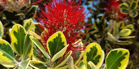 When Is The Best Time To Plant Pohutukawa?