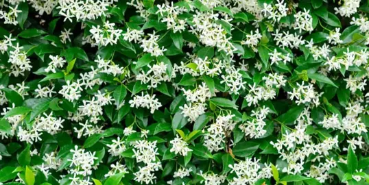When Is The Best Time To Plant Star Jasmine?