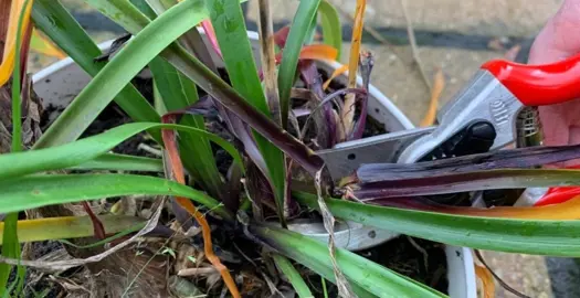 When Is The Best Time To Trim Agapanthus?