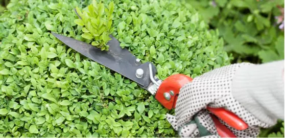 When Is The Best Time To Trim Buxus?