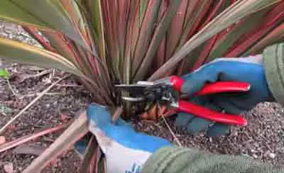 When Is The Best Time To Trim Flax?