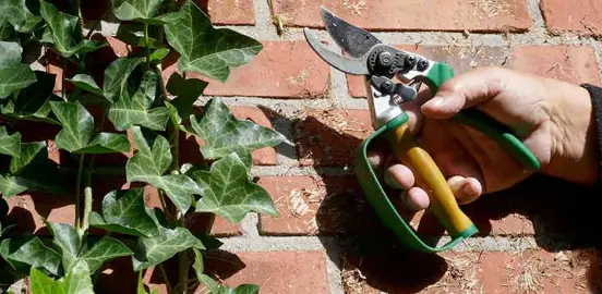 When Is The Best Time To Trim Ivy?
