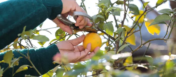 When Is The Best Time To Trim Lemons?