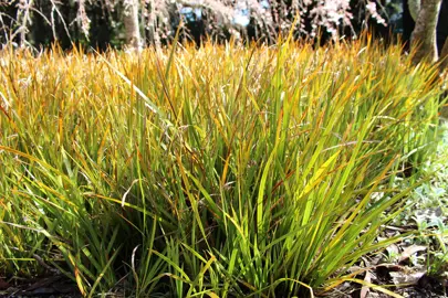 When Is The Best Time To Trim Libertia?