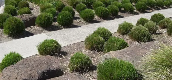 When Is The Best Time To Trim A Lomandra?